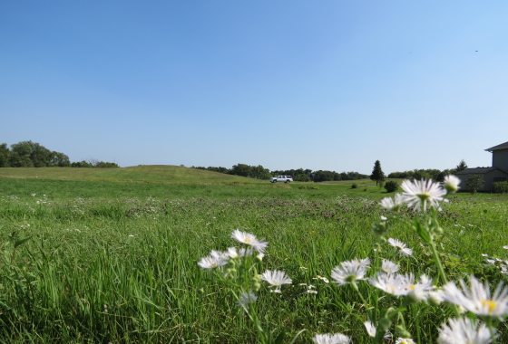 A grassy field with wildflowers in the foreground near Howard Lake, a white vehicle in the distance, and a clear blue sky above. - Beise Real Estate