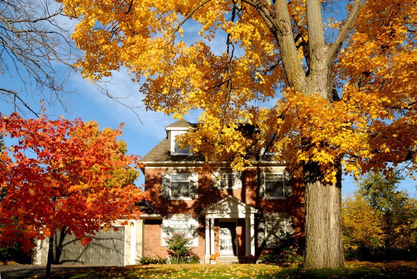 A brick house is partially obscured by large trees with bright yellow and orange autumn leaves, showcasing the beauty of fall real estate under a clear blue sky. - Beise Real Estate