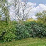 Dense green shrubs and trees, some with bare branches, stretch beneath a partly cloudy sky at 144 Pheasant Ridge Drive, with grass carpeting the foreground. - Beise Real Estate