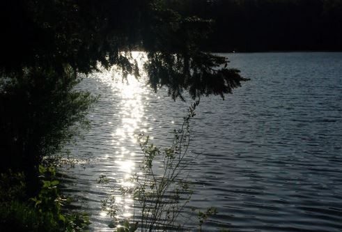 Sunlight reflects off the surface of a lake, with tree branches and shrubs in the foreground and Lakeshore Properties nestled near a dark forested area in the background. - Beise Real Estate