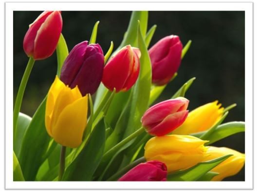 A bouquet of red, yellow, and purple tulips with green leaves, set against a dark background, brighten the scene with their vivid colors and striking lighting. - Beise Real Estate