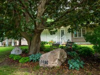 A large tree and two rocks, one marked “1490,” sit in front of a single-story house with white siding and a stone facade on Rainbow Avenue in Maple Plain. Two benches are placed in the shaded garden area. - Beise Real Estate